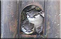 Otters peeping out from their holt