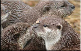 our Otters
