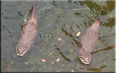 Otter