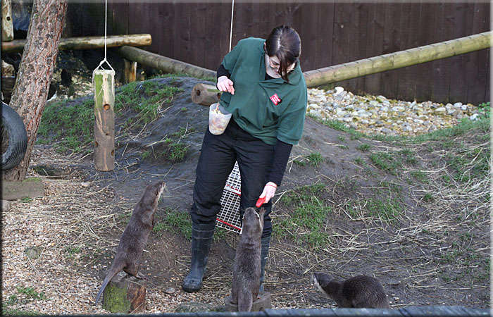 Otter