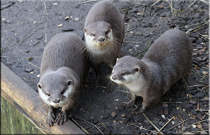 Otter