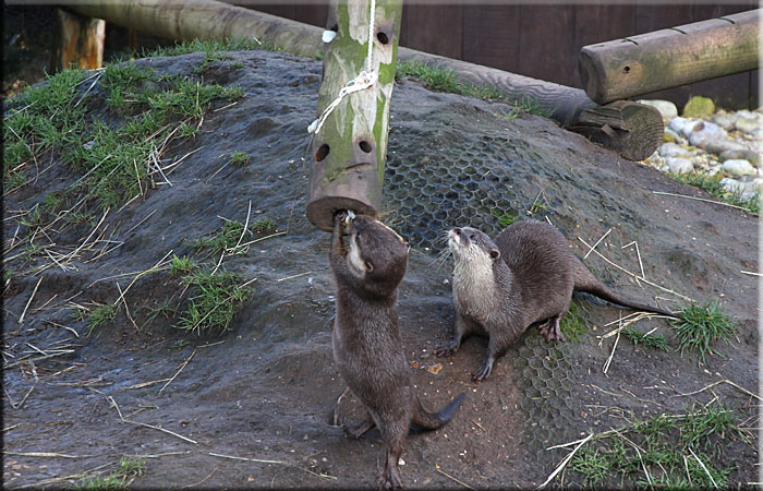 Otter