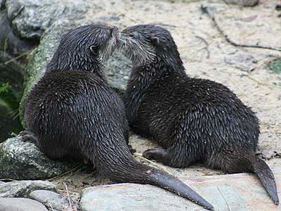 Bamboo and Thai, our Otters