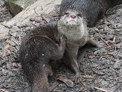 Bamboo our Otter