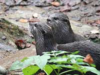 Thai and Bamboo our resident otters