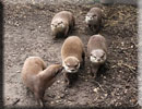 Summer and her Otter Cubs - 2012