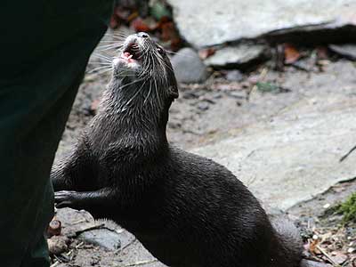 Our Otter