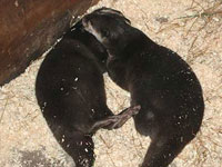 Thai and Bamboo asleep in their holt
