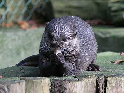 Our Otter