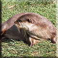 Otter Talk