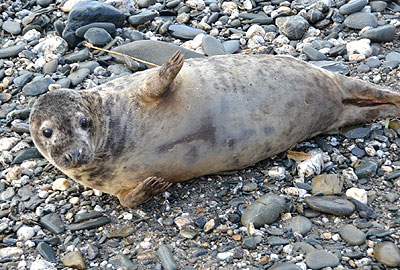 Seal Release on 8th February 2013