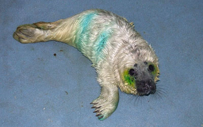Photo of Ozzy was taken by Rachael Vine of the Cornish Seal Sanctuary