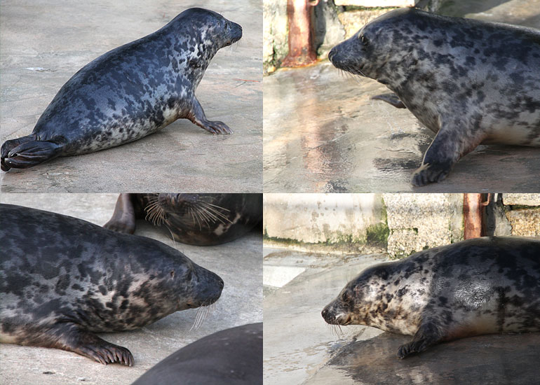Ozzy - photo taken on 27th December 2012