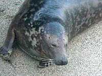 This photo of Pacific was taken by Sue Sayer of the Cornwall Seal Group