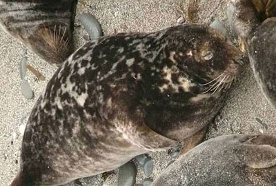 Pacific - Photo copyright of Sue Sayer (www.cornwallsealgroup.co.uk)