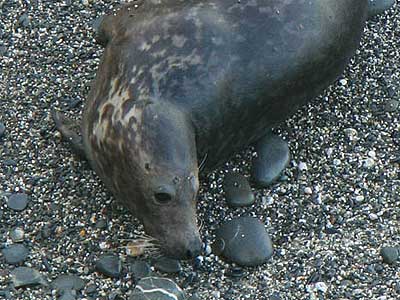 Pacific - Photo copyright of Simon Bone (www.cornishseals.co.uk)