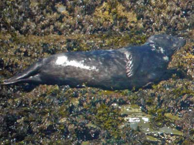 Pacific - Photo copyright of Sue Sayer (www.cornwallsealgroup.co.uk)