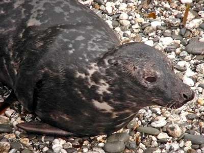 Pacific - Photo copyright of Sue Sayer (www.cornwallsealgroup.co.uk)
