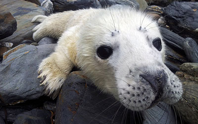 Photo by Simon Bone - www.cornishseals.co.uk