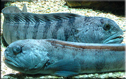 This photo was taken by Kenny Pask during a visit with his grandson on 4th April 2009 