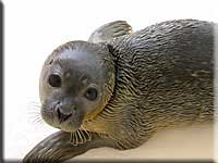 Patty, a rescued pup