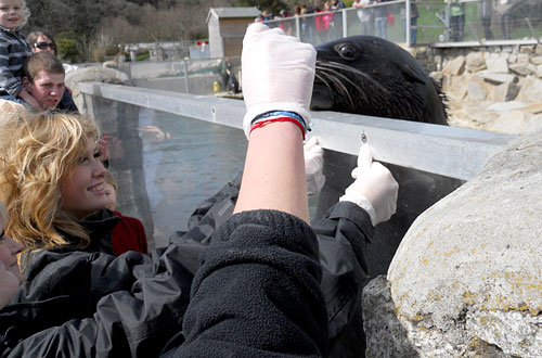 Pirate FM's girlband 'Eden' doing target training with the fur seals
