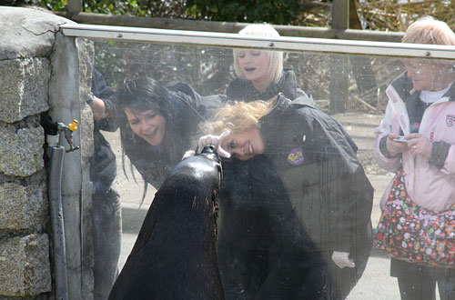Pirate FM's girlband 'Eden' doing target training with the fur seals