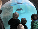 Penguin enclosure