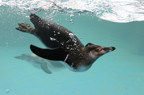 Penguin enclosure