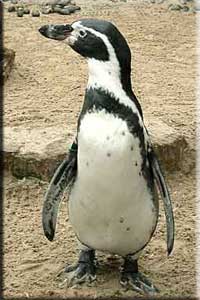 Penguin after moulting
