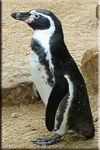 Penguin after moulting