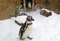 Beau with Jess watching from the penguin's nest box