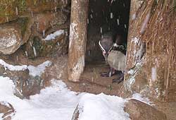 Jess inside the penguinn's nest box just watching the other penguins