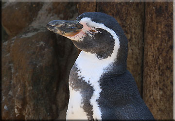 Penguins
