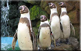 our Peguins