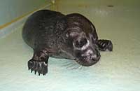 Perky, rescued common pup seal