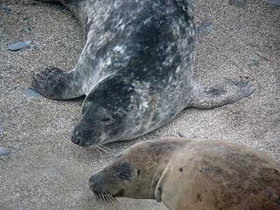 Pilchard - Copyright of Sue Sayer (www.cornwallsealgroup.co.uk)