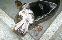 Pilchard in the hospital - photo was taken by Rachael Vine on 24th November 2006
