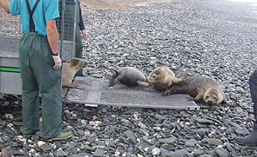 Pups released