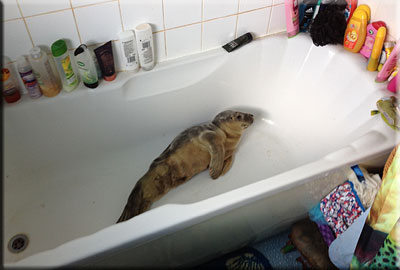 Pup in the bath