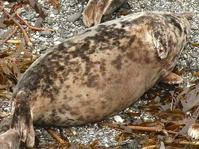 Puffa  - Photo copyright of Sue Sayer (www.cornwallsealgroup.co.uk)