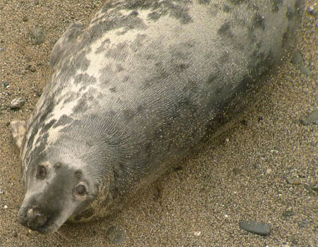 Photo of Puffa was taken by Sue Sayer of the Cornwall Seal Group