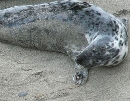 Photo of Puffa was taken by Sue Sayer of the Cornwall Seal Group