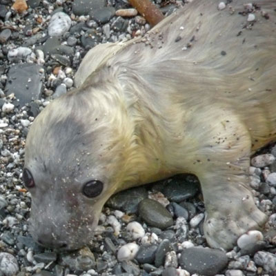 Puffa's pup  - Photo copyright of Sue Sayer (www.cornwallsealgroup.co.uk)