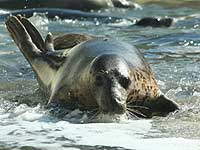 One of our rescued grey seal pup in the convalescent pool in April 2008