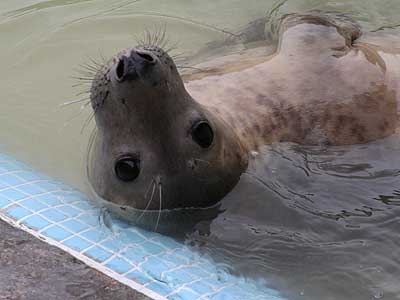 Davy, a rescued grey seal pup from the 2007/8 season