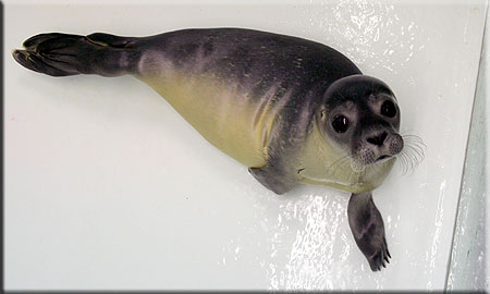 Candy, a rescued common seal pup (2008/9 season)