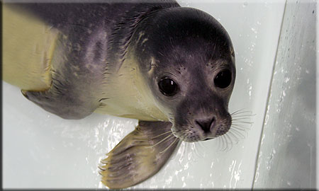 Corn, a rescued common seal pup (2008/9 season)