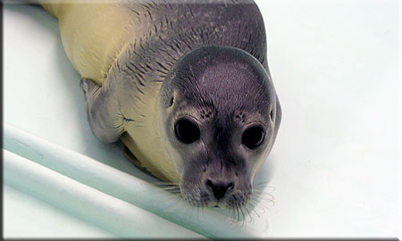 Floss, a rescued common seal pup (2008/9 season)
