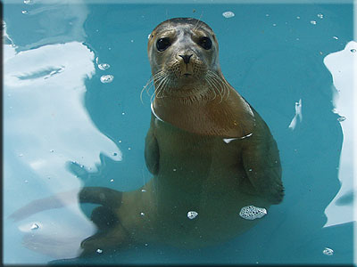 A rescued common seal pup